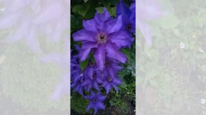 Cool Clematis Flowers