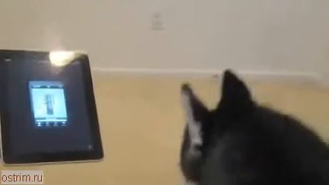 смешная собака смотреть онлайн