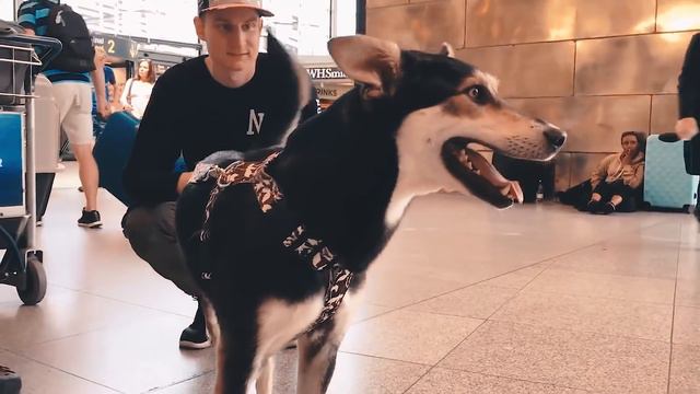 Perro dejado bajo un árbol con la cadera rota... UN RESCATE Y UN VIAJE A LA FELICIDAD! смотреть онлайн