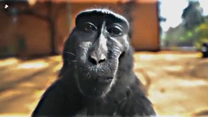 обезьяна улыбается в камеру эдит