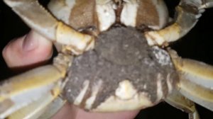 краб с икрой