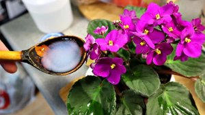 Муж подруги собирал полгода эту подкормку! Только она расшевелила растения на цветение!