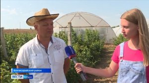 Как проходит сбор малины в Крыму?