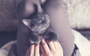 Топ 10 самых милых и спокойных пород кошек