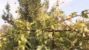Лоза выросла выше шпалеры.  Что нужно делать
