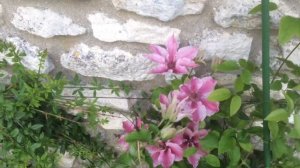 Clématite à grandes fleurs 'Pink Lady' Du rose la dose