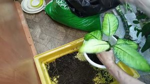 Диффенбахия Рефлектор,отделяю деток.Диффенбахия Рудольфа роерса.