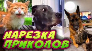 🛑 НАРЕЗКА ЛУЧШИХ СМЕШНЫХ ПРИКОЛОВ | #5 | забавный юмор, смешные животные | funny moments