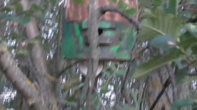 Под обстрелами ловлю рои! РОИ ИДУТ! Украли ловушку мародёры. 4 роя зашло в ловушки. РОЕЛОВСТВО 2022 смотреть онлайн