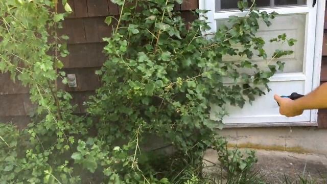 Watering my Kryzhovnik (Gooseberry) bush смотреть онлайн