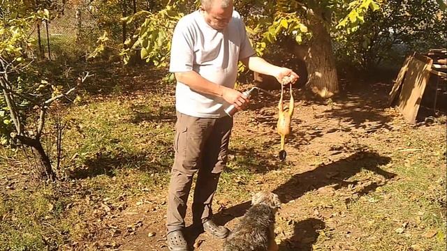 Охота на фазана в овощах! смотреть онлайн