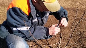 Как привить дикую грушу.