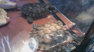 Красноухая Черепаха: содержание в домашних условиях