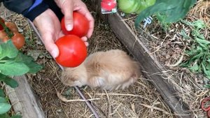 Томат «Донна Анна» F1 от "Сибирский Сад" выращенный в теплице