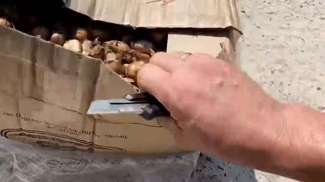 Бизнес с нуля цветы, луковица, Нарциссов жёлтые весной окупят себя цветками на 100% прибыль