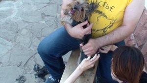 стрижка кошек или собак в домашних условиях