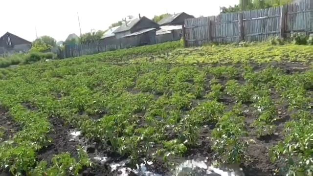 Поливаю картофель Жара Дождя нет смотреть онлайн