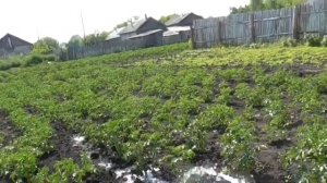 Поливаю картофель Жара Дождя нет