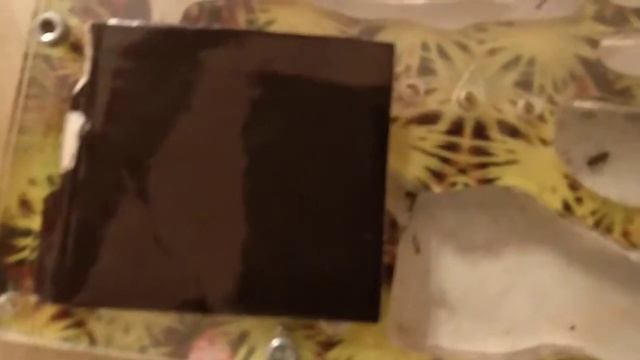 КОЛОНИЯ РЫЖАЯ МИРМИКА 23 мая 2020 г. смотреть онлайн