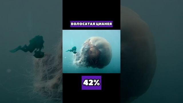 САМЫЕ РЕДКИЕ ОБИТАТЕЛИ ОКЕАНА ?? смотреть онлайн