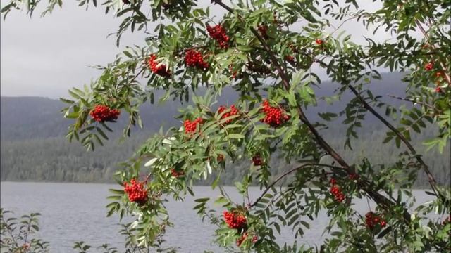 Застольные песни моих родителей. Тонкая рябина.mp4 смотреть онлайн