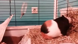 Несколько опасных вещей для морской свинки🐷!