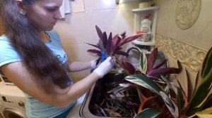 СТРОМАНТА МУЛЬТИКОЛОР