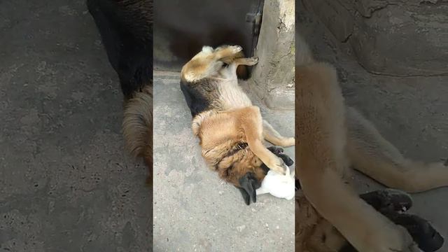 Чихуахуа щенок и немецкая овчарка Сабина