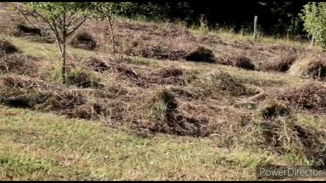 Աշխատավոր Գյուղացին Ձմեռվա Խոտն էլ Հավաքեց Заготовки Сена Շամշադինի Համը Шамшадин смотреть онлайн