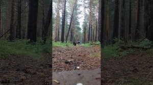 Амонал 300 грамм