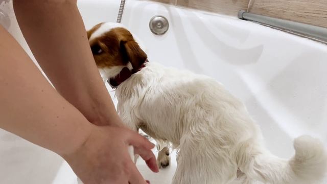 ГРЯЗНЫЙ ПОРОСЁНОК - ДЖЕК РАССЕЛ! Купаем собаку. смотреть онлайн