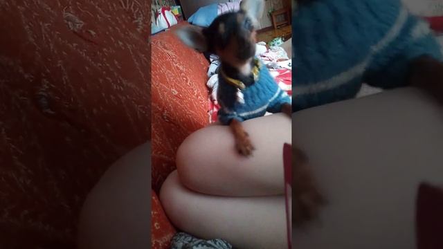 Собака мяукает)))) Выросла с кошкой.Русский той смотреть онлайн