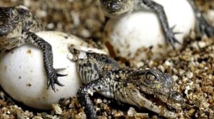 Миссисипский аллигатор, животные Северной Америки, аллигатор интересные факты