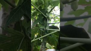 Укореняем папайю воздушными отводками