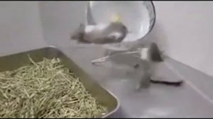 Каратэ мышь. Mouse fighter.