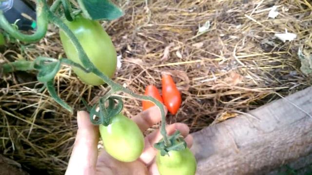 Томат Сибирский пируэт на 25 августа смотреть онлайн