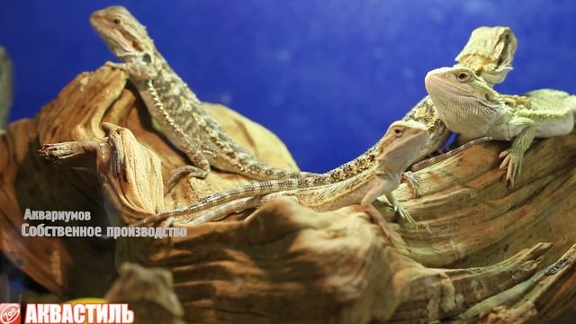 Ящерица Агама бородатая домашняя ящерица Pogona vitticeps. Террариумистика.