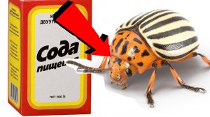 Как быстро избавиться от колорадского жука за 3 минуты!