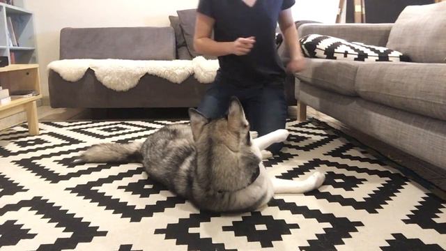 5 easy steps to teaching your dog "Play Dead" смотреть онлайн