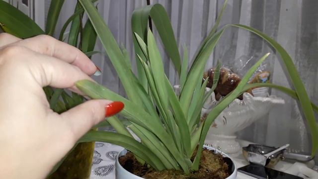 Орхидеи.Мильтониопсис.Содержание и уход.?