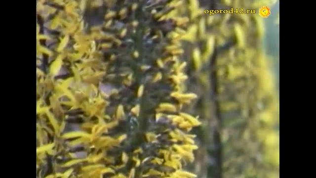 Бузульники - элегантные цветы