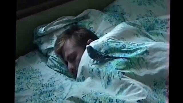 ПОПУГАЙ будит своего хозяина смотреть онлайн