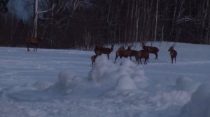 Wild Animals In Latvia