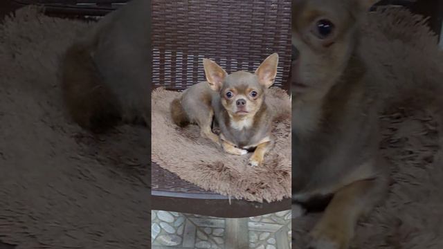 Наш Космический Космос питомник чихуахуа и той-пудель Кастропуло Крым смотреть онлайн