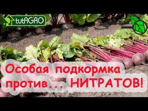 Избавьтесь от лишних НИТРАТОВ! Особая подкормка свеклы на длительное хранение без гнили и черни.