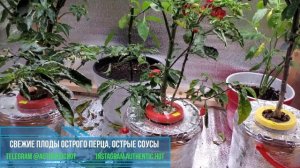 121 Формирование перцев, черенкование и прочие эксперименты 15.10.2023