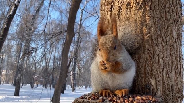 Как белка разгрызает фундук? | How does a squirrel gnaw on hazelnuts? смотреть онлайн