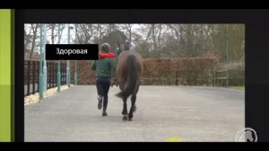 Хромота лошади на задние ноги