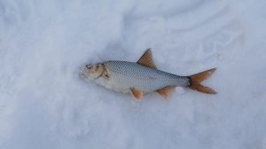 Рыбалка зимой. Глухозимье. Подводный мир.