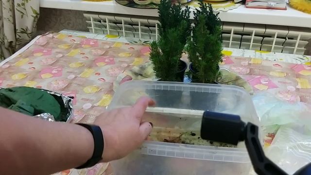 Как сохранить ЗЕЛЁНУЮ ЁЛОЧКУ в горшочке до весны? смотреть онлайн